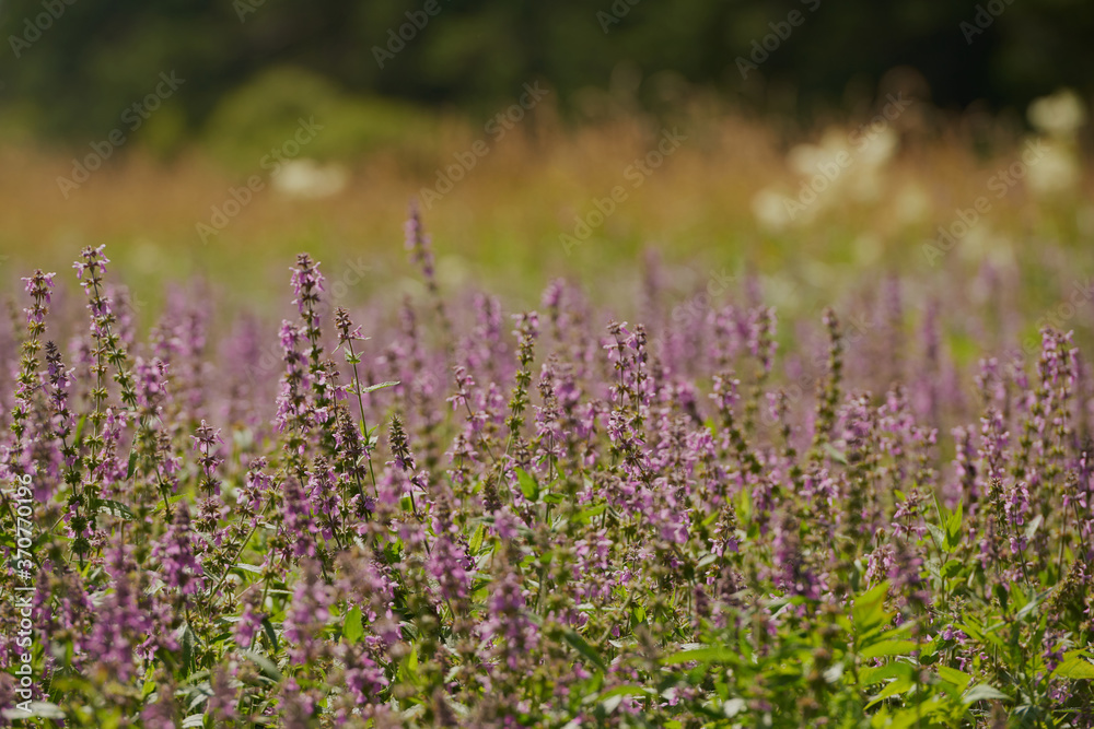 on a vast green field grow fragrant summer red flowers on a vast green field grow fragrant summer red flowers