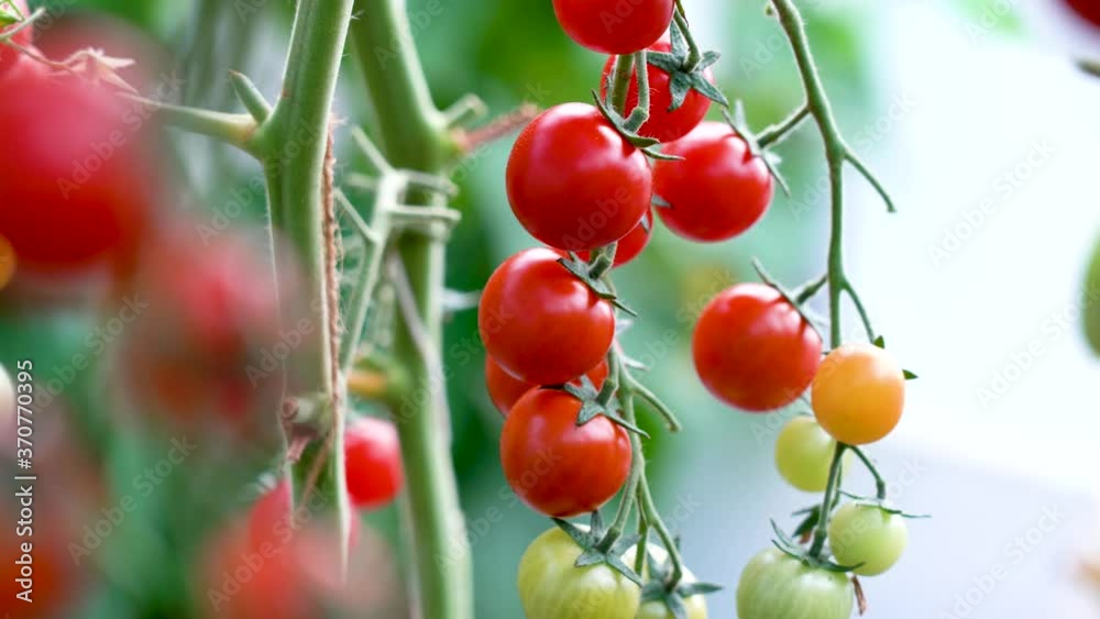 Tomatoes on a branch. Ripe tomato plant growing in homemade greenhouse. Fresh bunch of red natural tomatoes on branch in organic vegetable garden. Illuminated by daylight. Low depth of field, blurred Tomatoes on a branch. Ripe tomato plant growing in homemade greenhouse. Fresh bunch of red natural tomatoes on branch in organic vegetable garden. Illuminated by daylight. Low depth of field, blurred