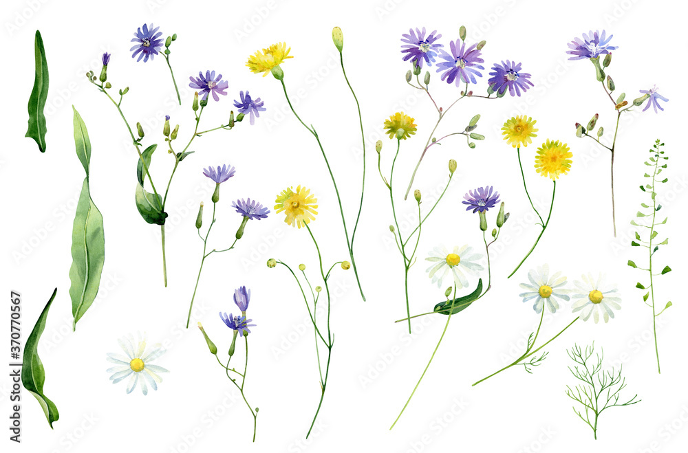 Watercolor set of colorful wild forest daisies on white background . For congratulations, invitations, anniversaries, weddings, birthday
