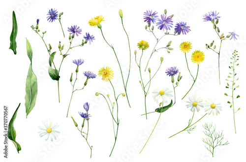 Watercolor set of colorful wild forest daisies on white background . For congratulations, invitations, anniversaries, weddings, birthday 