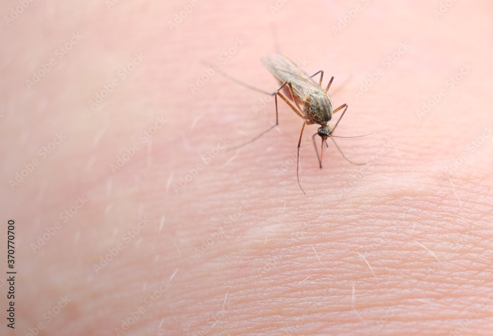 A mosquito sucks blood on a person's skin, macro photography. close up A mosquito sucks blood on a person's skin, macro photography. close up