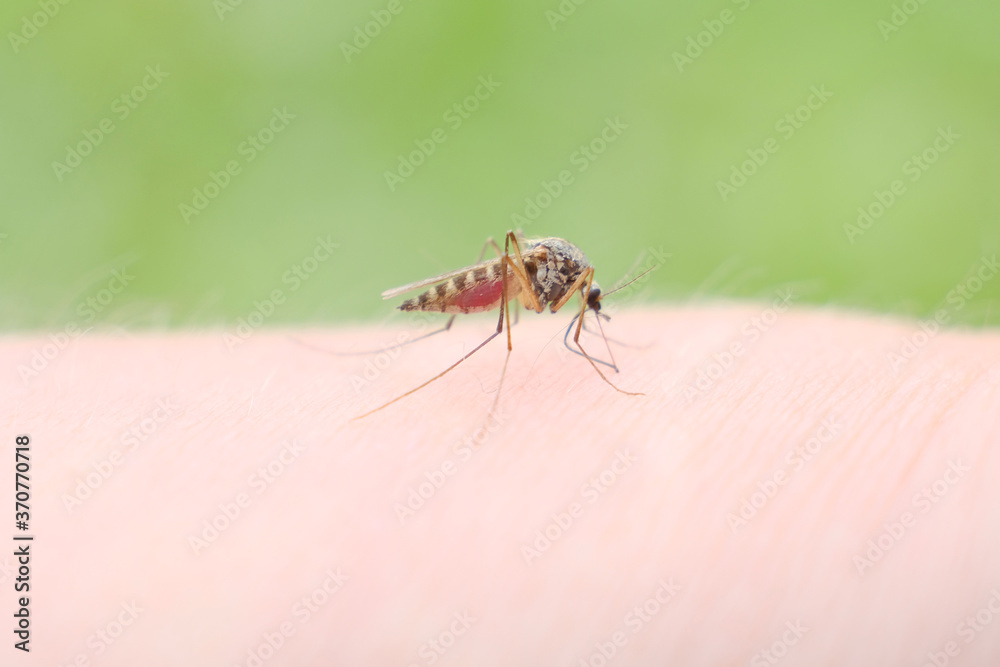 A mosquito sucks blood on a person's skin, macro photography. close up A mosquito sucks blood on a person's skin, macro photography. close up