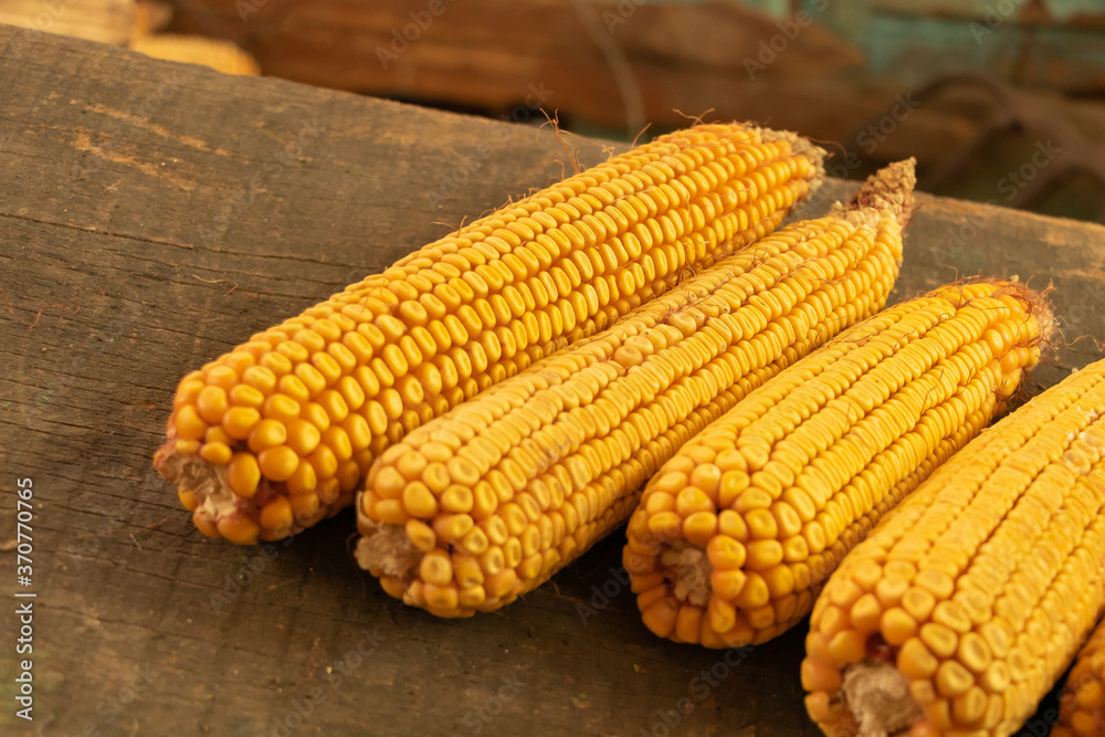 Dry corn on a wooden background. Farmer concept Dry corn on a wooden background. Farmer concept
