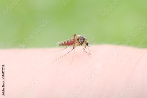A mosquito sucks blood on a person's skin, macro photography. close up