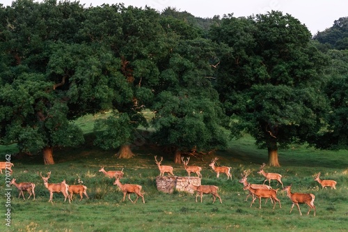 Fototapeta Naklejka Na Ścianę i Meble -  Deer in the forest 