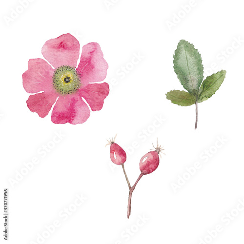 Paint set of hand-drawn watercolor rose hip flowers on a white background. Use for menus, invitations, wedding