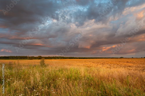 Evening colorful sky over a wild meadow  summer countryside view