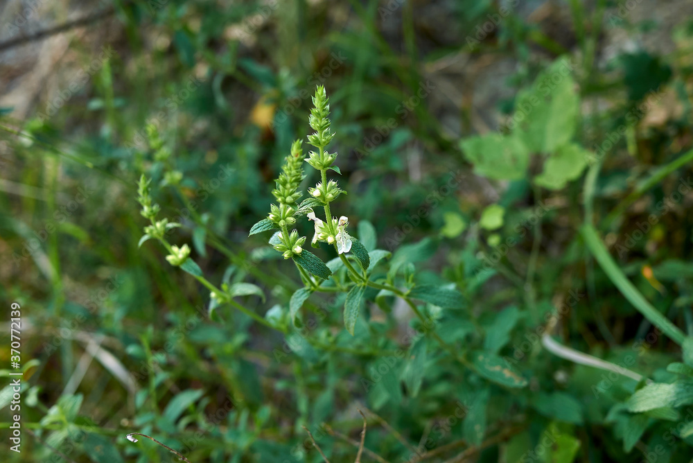 Stachys recta Stachys recta
