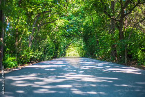road in the forest