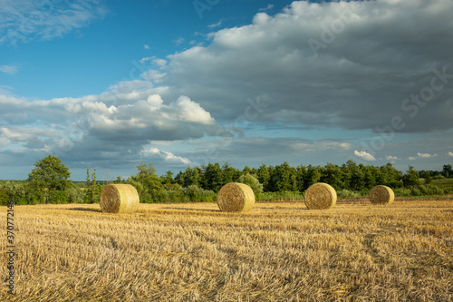 Round hay bales in the field and clouds on the sky