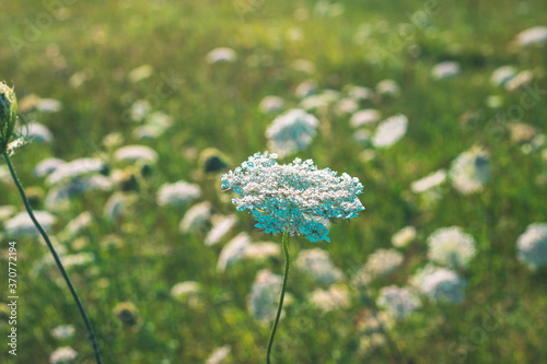 Wildflower grows in field.