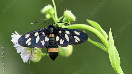 Nine-spotted moth on white flowers