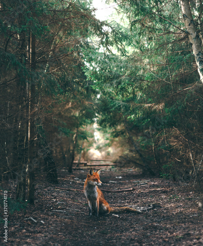 A sitting fox in a forest glade