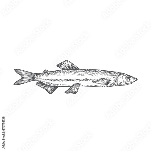 Capelin Hand Drawn Doodle Vector Illustration. Abstract Seafood Fish Sketch. Engraving Style Drawing.