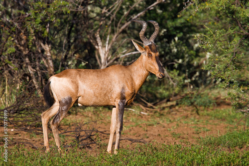 Red Hartebeest in wild (Alcelaphus buselaphus)