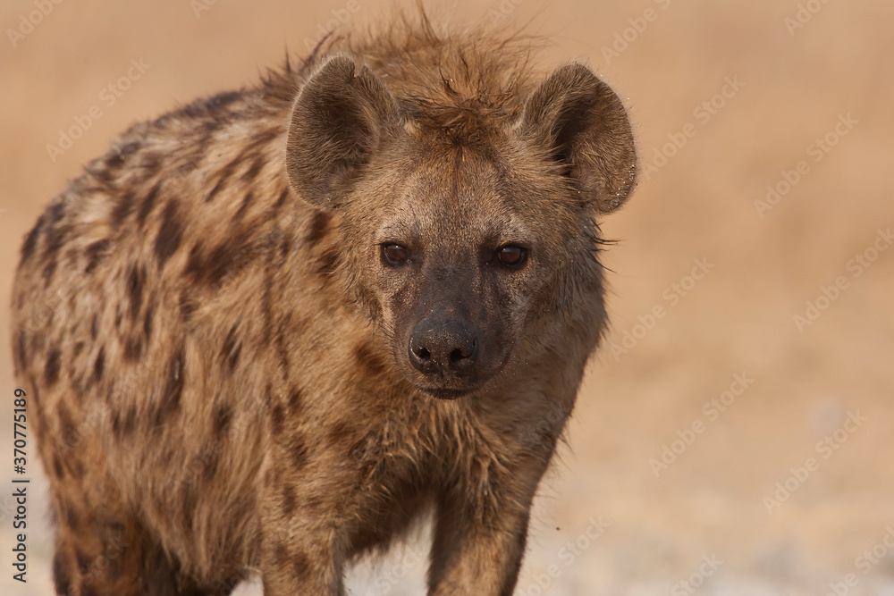 Spotted Hyena in the wild (Crocuta crotuta) Spotted Hyena in the wild (Crocuta crotuta)