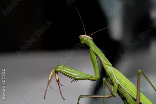 praying mantis on a branch