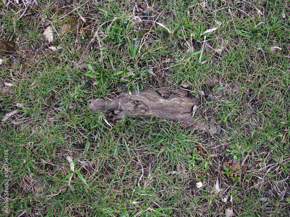 Snag on the young grass on top Snag on the young grass on top