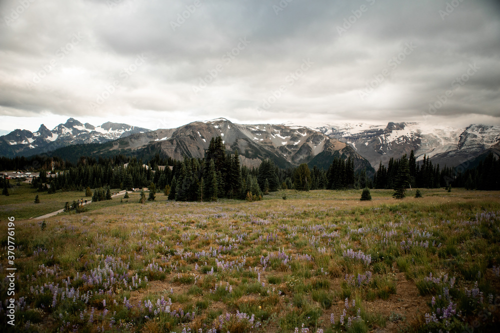 Fototapeta premium alpine meadow in the mountains