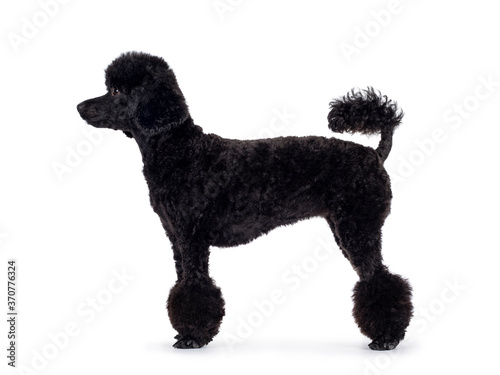 Cute black miniature poodle dog, standing side ways. Looking straight ahead to the side with shiny dark eyes. Isolated on white background.