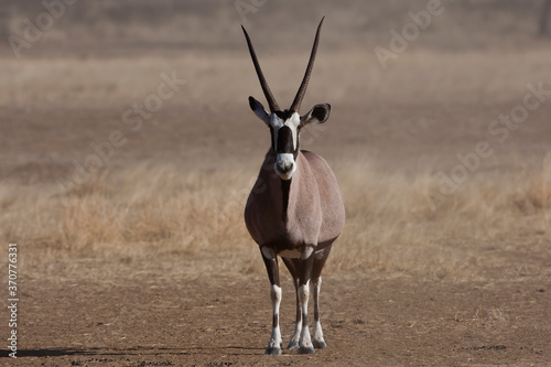 Gemsbuck in the desert (Oryx gazelle)