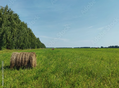 green field with rolls of hay near the forest plantation against the blue sky on a sunny day