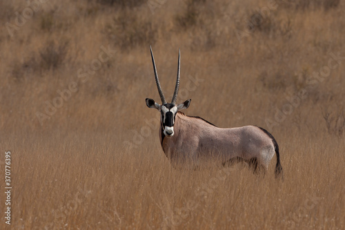 Gemsbuck in the desert  Oryx gazelle 