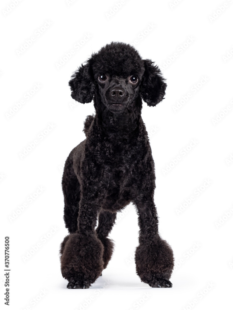 Cute black miniature poodle dog, standing / walking facing front. Looking straight at lens with shiny dark eyes. Isolated on white background. Cute black miniature poodle dog, standing / walking facing front. Looking straight at lens with shiny dark eyes. Isolated on white background.