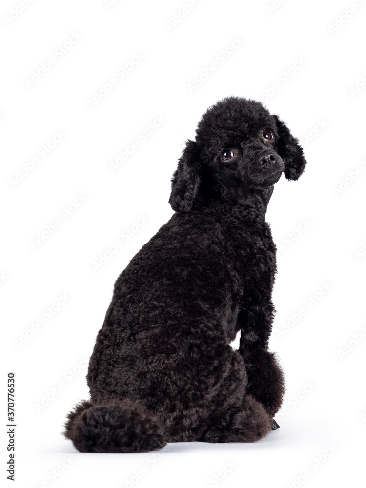 Cute black miniature poodle dog, sitting backwards. Looking over shoulder straight at lens with shiny dark eyes. Isolated on white background. Cute black miniature poodle dog, sitting backwards. Looking over shoulder straight at lens with shiny dark eyes. Isolated on white background.