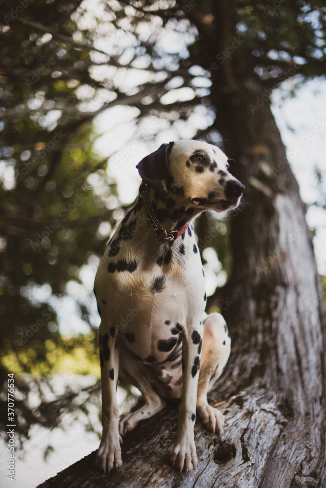 Dalmatian dog siting on a tree near a lake in summer