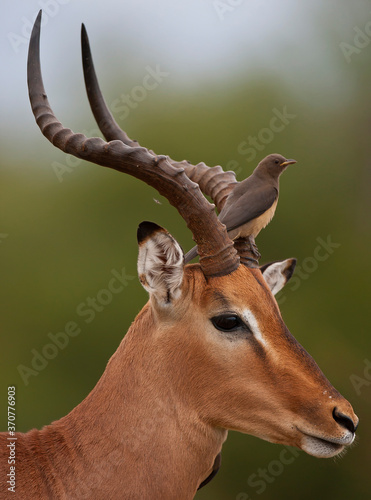 Fototapeta Naklejka Na Ścianę i Meble -  Impala with juvenile Red-billed Oxpecker on the head