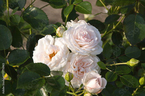 Rose Aspirin-rose floribunda close-up, delicate white pink topalovich