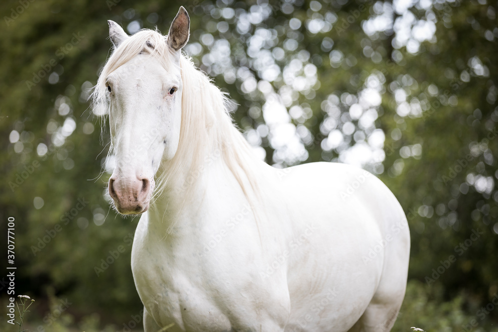 kräftiges weißes Pferd kräftiges weißes Pferd