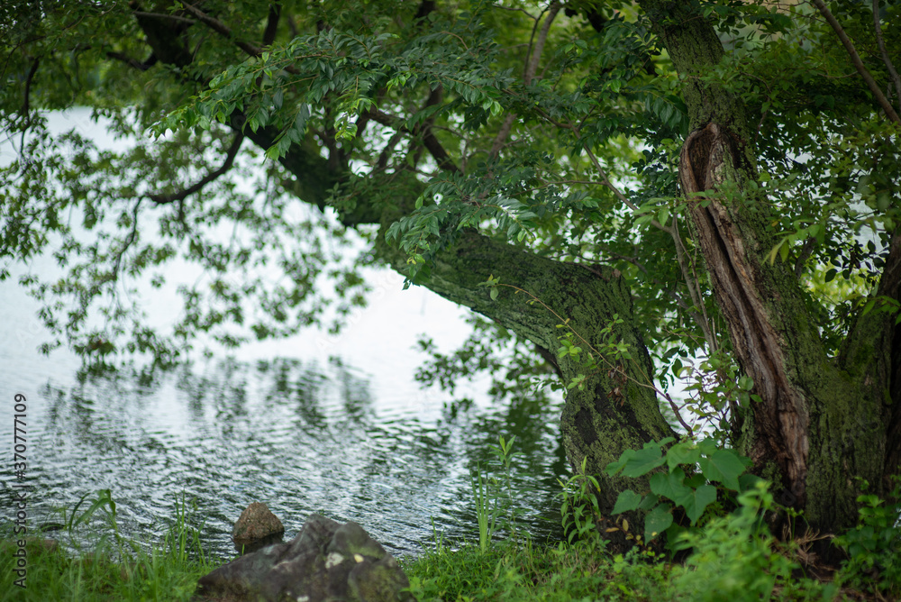 Tree side of the lake 