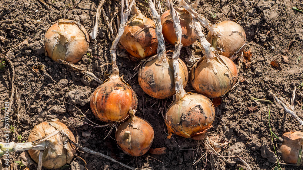 Onion bulbs lie on the ground, just torn from the beds