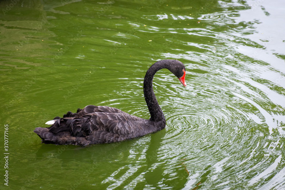 Obraz premium Ganso marrom nadando em uma lagoa no jardim zoológico