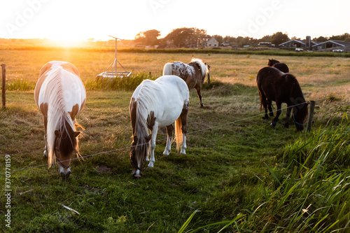 Pferde auf einer Weide auf der niederl  ndischen Insel Terschelling