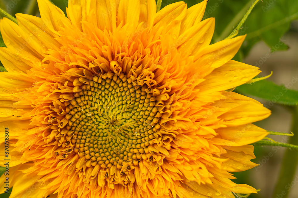 Decorative sunflower with green sheet grows in garden Decorative sunflower with green sheet grows in garden
