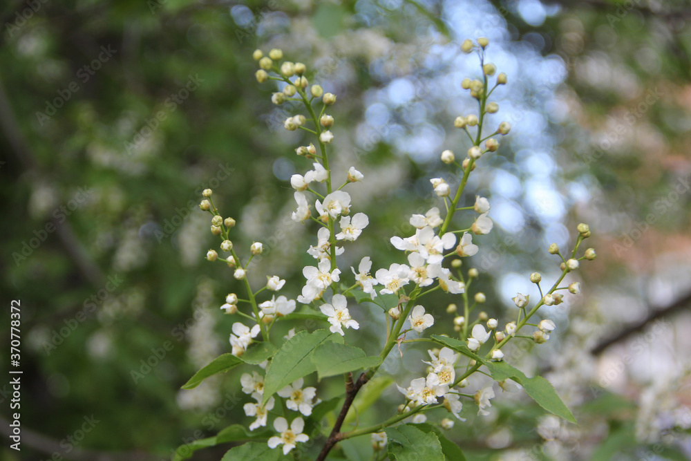 Blooming apple tree, small white flowers on a blurred background. Beautiful delicate photo of flowers for summer mood. Stock photo for web and print with empty space for text and design. Blooming apple tree, small white flowers on a blurred background. Beautiful delicate photo of flowers for summer mood. Stock photo for web and print with empty space for text and design.