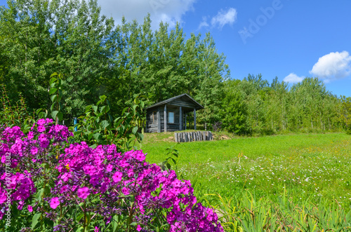 Old wooden house, green field, trees, flowers and grass, and blue sky