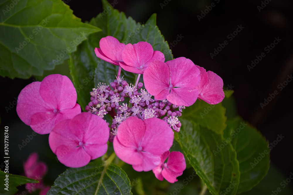 Closeup side view of beautiful pink Japanese Hydrangea with green leaves