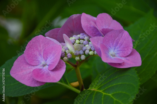 Wallpaper Mural Closeup view of amazing pink Lacecap Hydrangeas flowers in full bloom with green leaves, floral background Torontodigital.ca