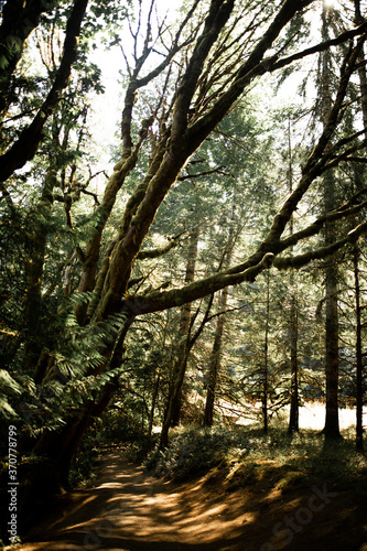 Big Tree