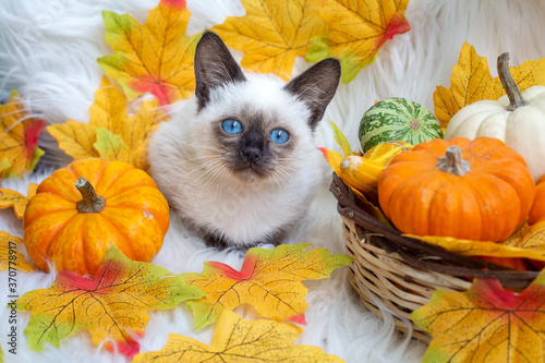 Siamese kitten