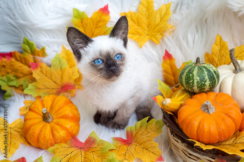 Siamese kitten