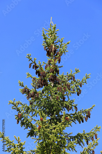 Spruce Tree Top with Cones