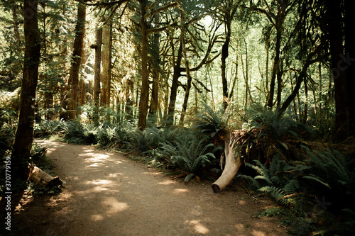 Fern and Tree path