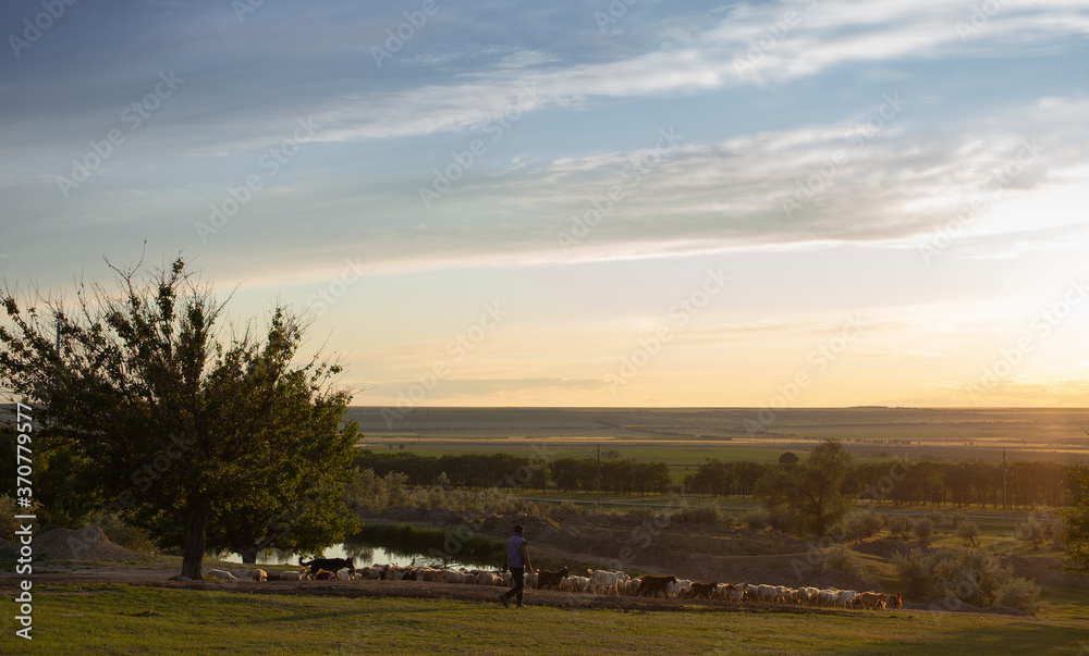 Obraz premium A herd of goats and sheep. Animals graze in the meadow. Pastures of Europe. Budzhak steppe, Spring pasture, artificial reservoir.