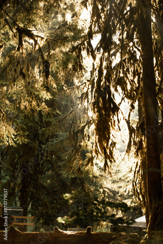 Morning in Sol Duc