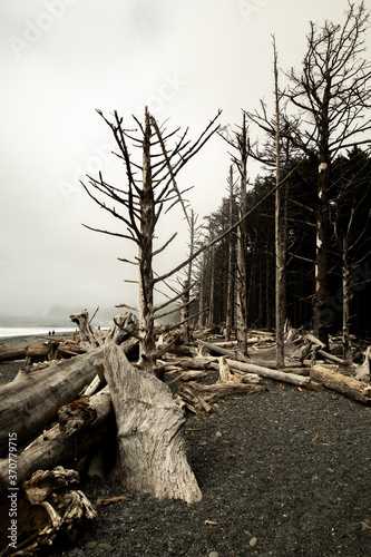 Driftwood
